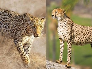 habitats of cheetah and leopard