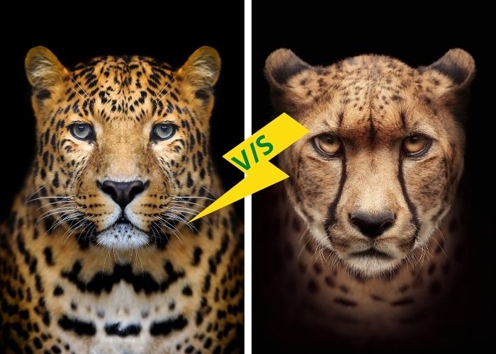 Difference between cheetah and leopard