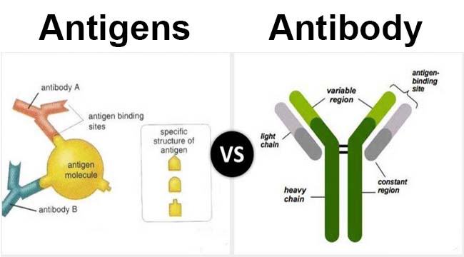 Difference Between Antigens And Antibodies