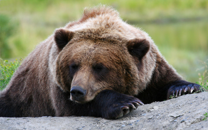 Why do bears hibernate?