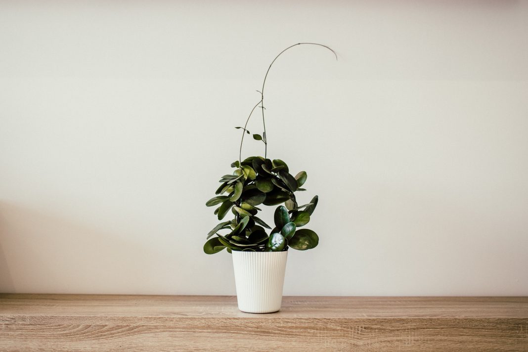How to Repot a plant